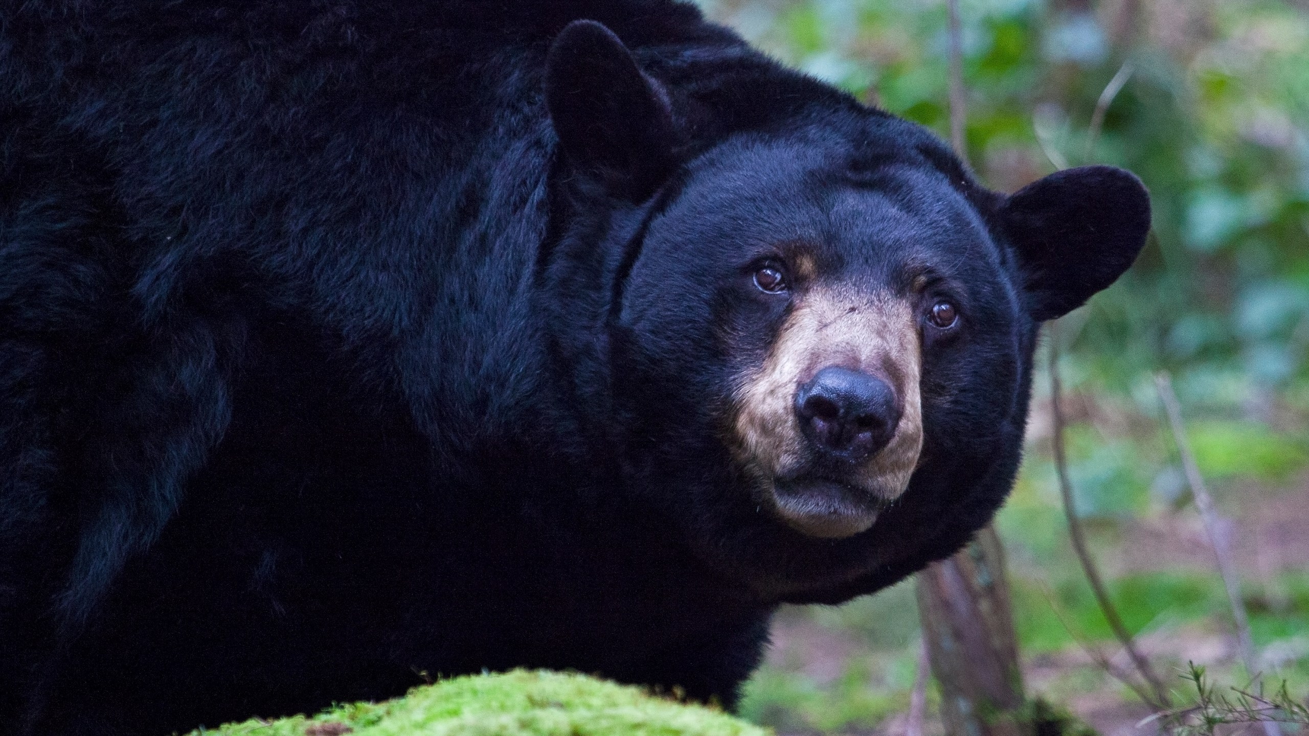 Stock photo of black bear