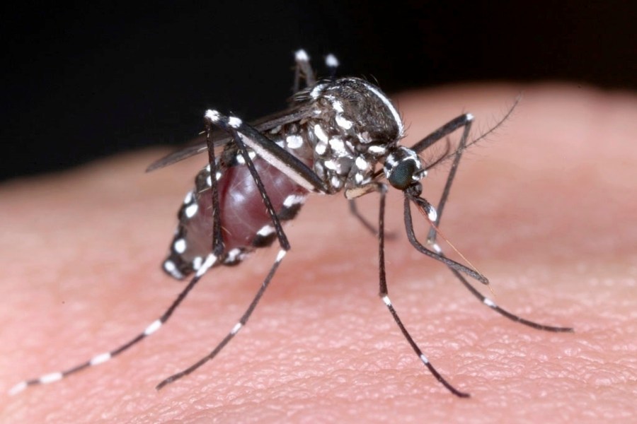 FILE - This undated photo released Wednesday, Aug. 27, 2014, by National Institute of Infectious Diseases via Kyodo News, shows a tiger mosquito. Germany's disease control agency warned Thursday, June 1, 2023 that rising temperatures due to global warming will increase the likelihood of heat stroke, vector-borne illnesses and other health risks in the country. (AP Photo/National Institute of Infectious Diseases via Kyodo News) JAPAN OUT