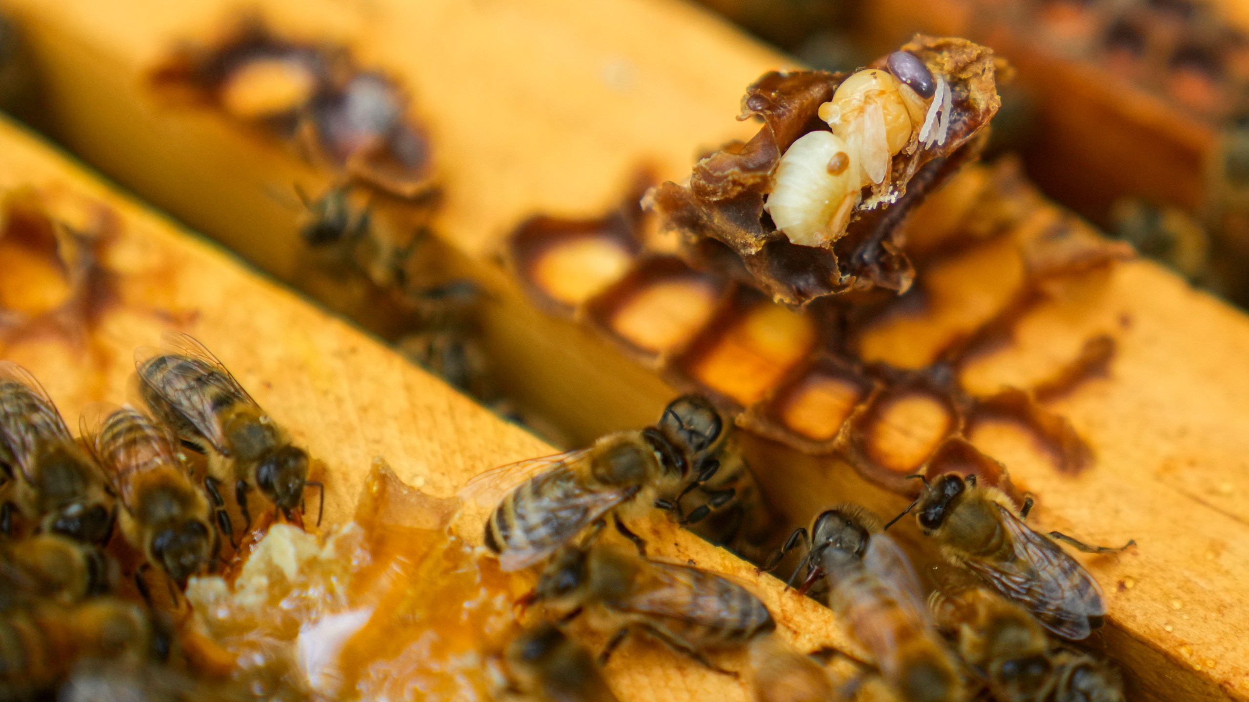 Parasitic mite Varroa is visible on a dead bee in a hive, Wednesday, June 21, 2023, in College Park, Md. A new survey says America's honeybee hives just staggered through the second highest death rate on record. The mites are a major factor why bee deaths are on the rise. (AP Photo/Julio Cortez)