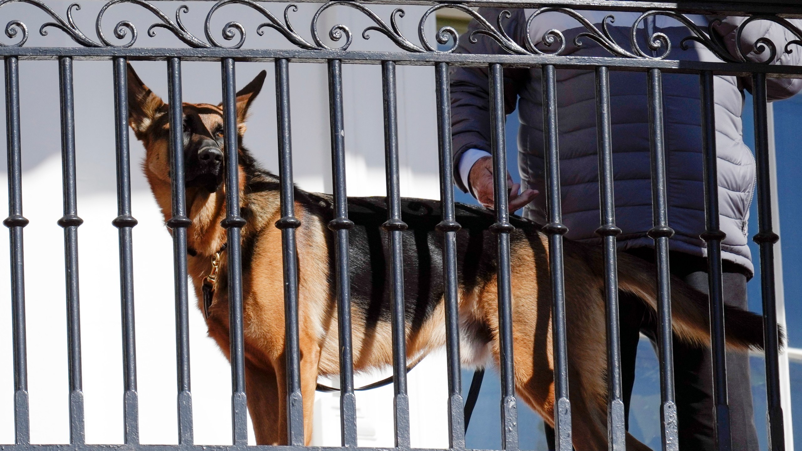 FILE - President Joe Biden's dog Commander looks out from the balcony during a pardoning ceremony for the national Thanksgiving turkeys at the White House in Washington, Nov. 21, 2022. Secret Service records show that President Joe Biden's dog Commander has bitten its officers stationed at the White House 10 times between October 2022 and January. At least one biting incident required a trip to the hospital for the injured officer. (AP Photo/Carolyn Kaster, File)