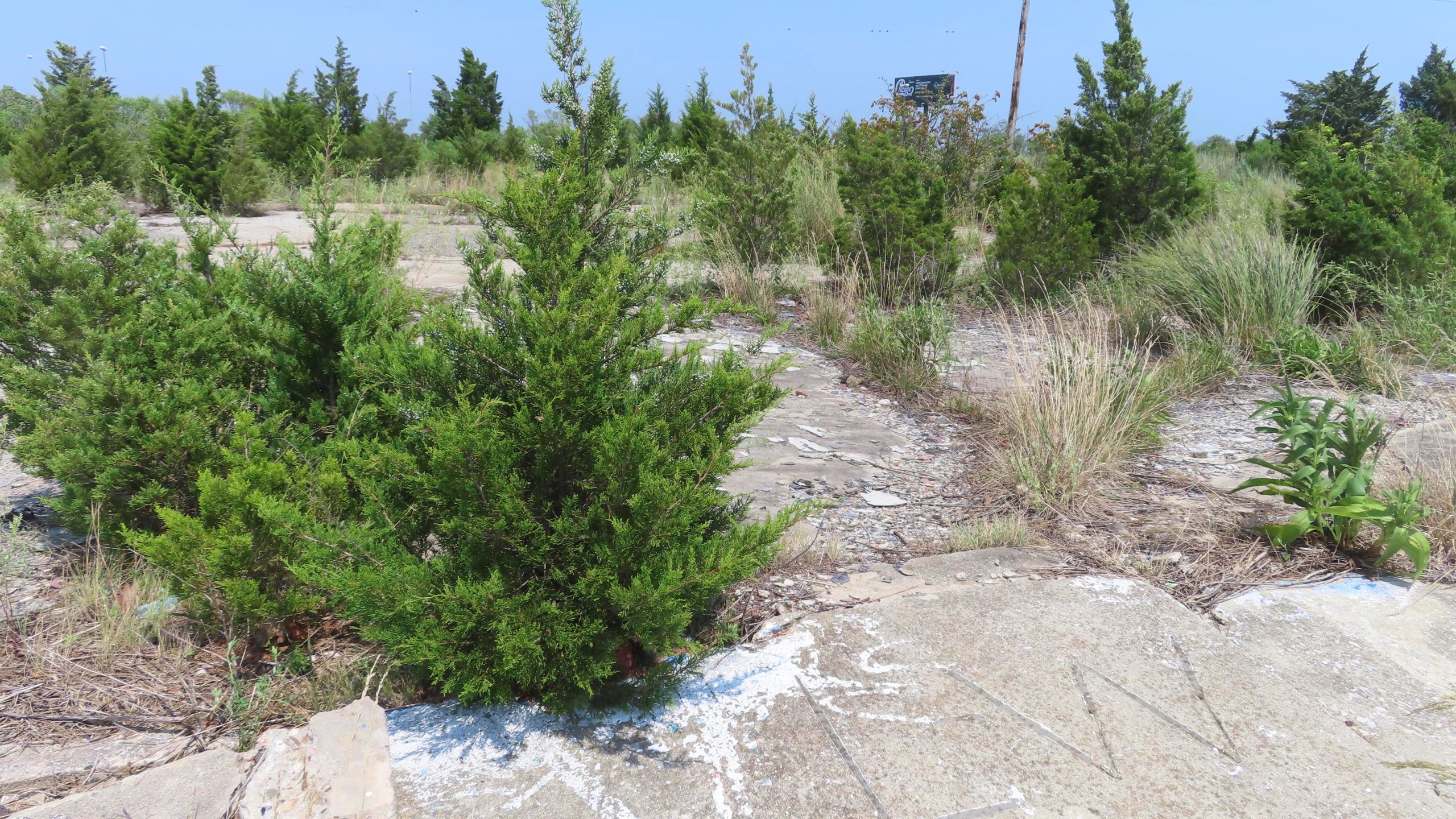 Trees grow up through the cracked cement, Wednesday, July 27, 2023, in Egg Harbor Township, N.J., where a string of seedy motels used to stand. In November 2006, the bodies of four Atlantic City-area sex workers were found in a drainage ditch behind the motels, four of many such cases that remain unsolved around the U.S. (AP Photo/Wayne Parry)