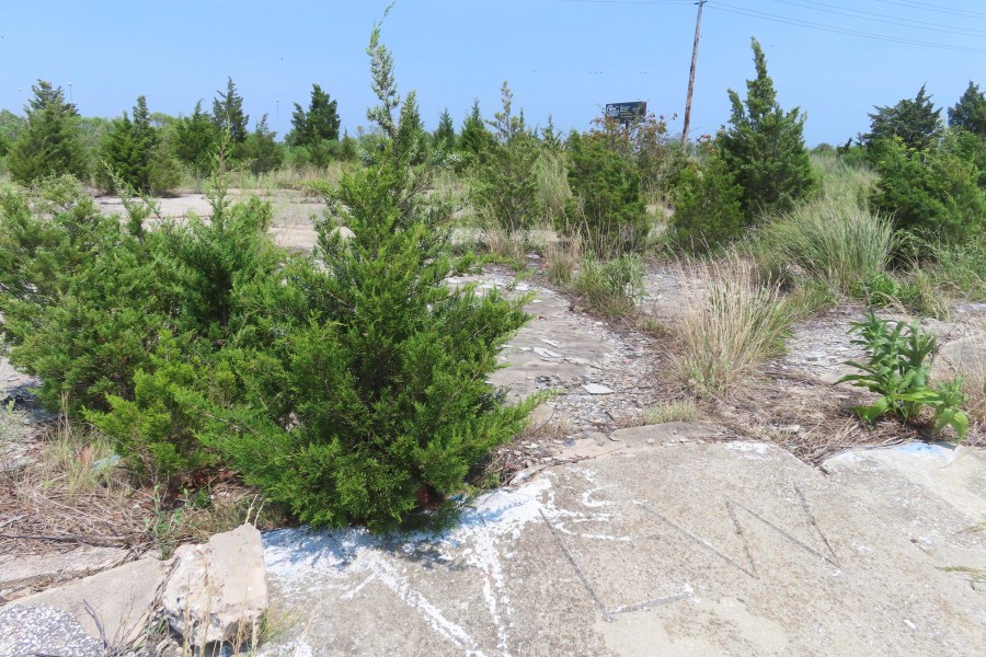 Trees grow up through the cracked cement, Wednesday, July 27, 2023, in Egg Harbor Township, N.J., where a string of seedy motels used to stand. In November 2006, the bodies of four Atlantic City-area sex workers were found in a drainage ditch behind the motels, four of many such cases that remain unsolved around the U.S. (AP Photo/Wayne Parry)