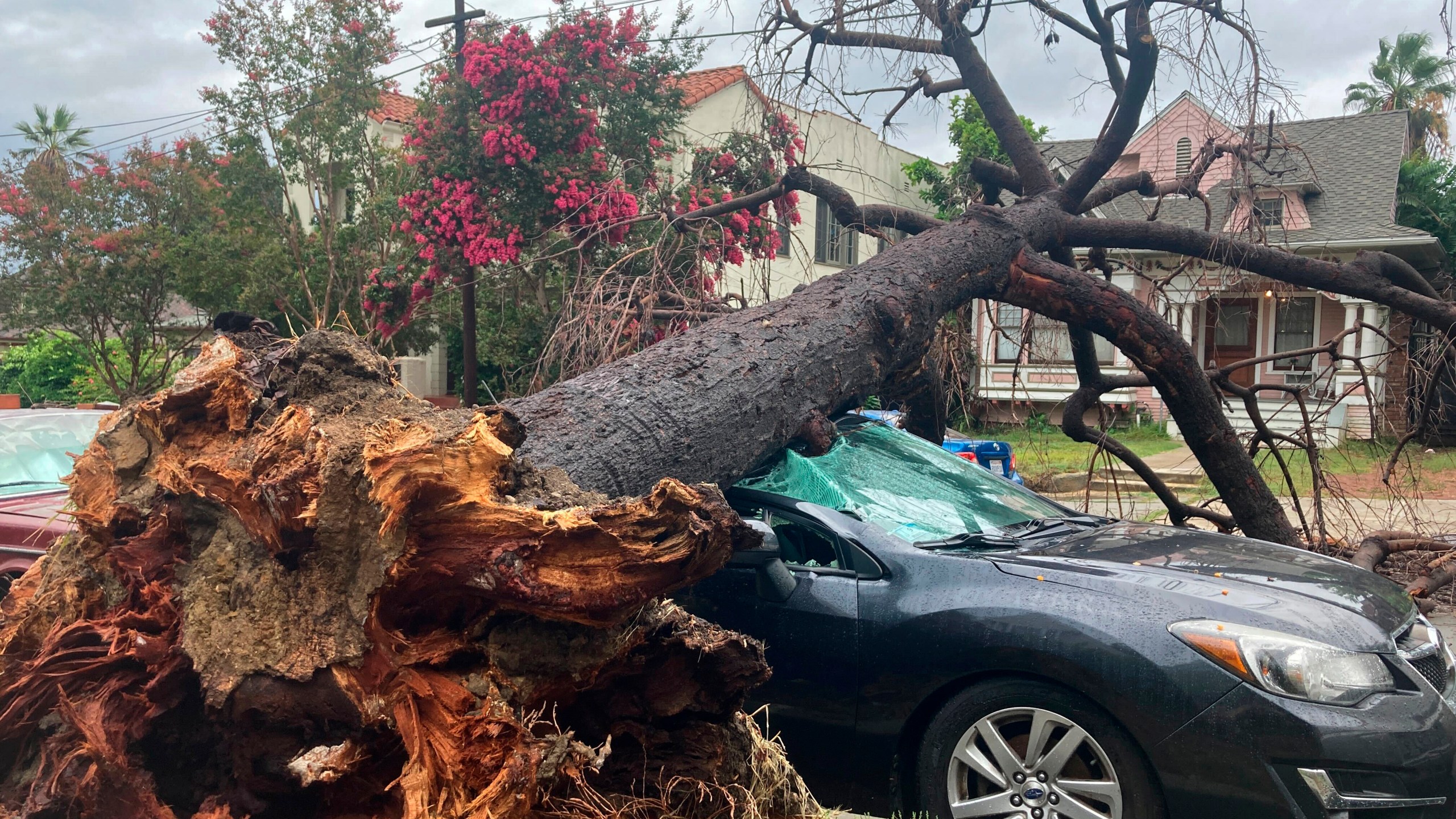 A toppled tree from the tropical storm covers a car in Los Angeles on Monday, Aug. 21, 2023. Tropical Storm Hilary drenched Southern California from the coast to the desert resort city of Palm Springs and inland mountains, forcing rescuers to pull several people from swollen rivers. (AP Photo/Stefanie Dazio)