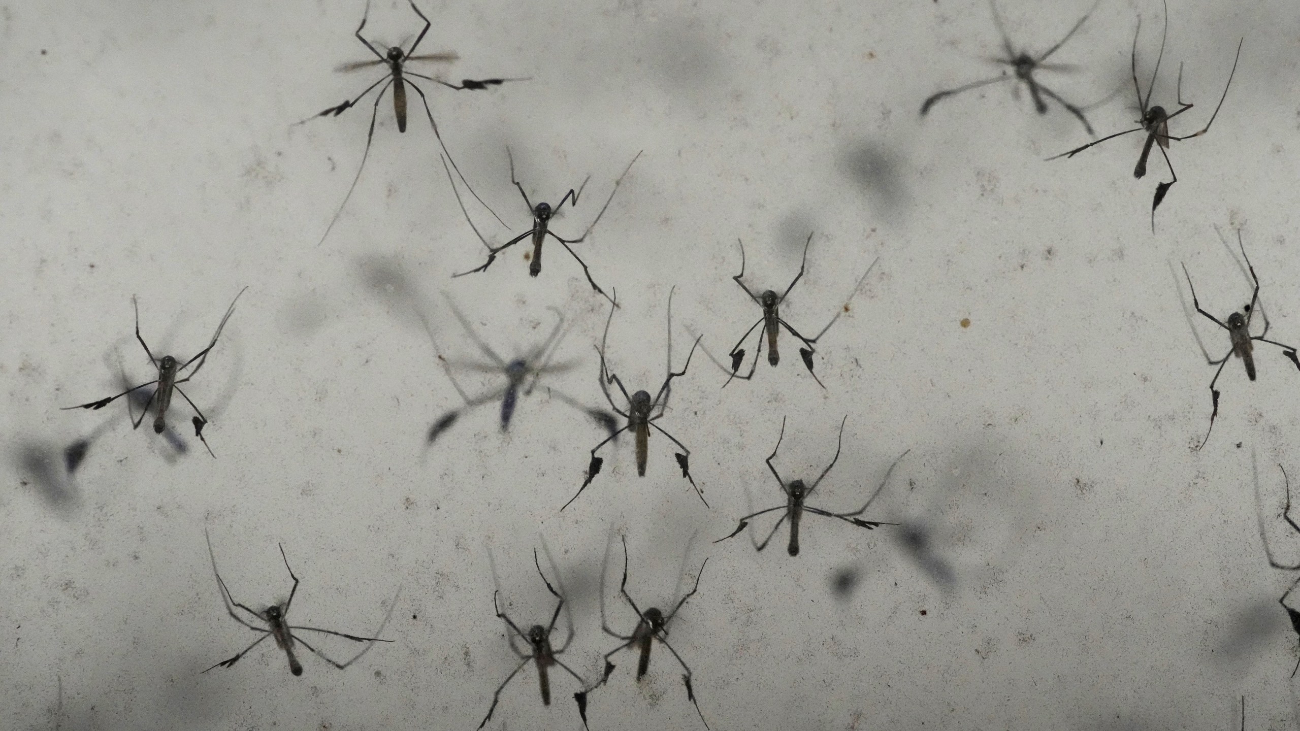 A colony of sabethes cyaneus, also known as the paddle-legged beauty for its feathery appendages and iridescent coloring blood, fly in an enclosure at the Salt Lake City Mosquito Abatement District on Monday, Aug. 28, 2023, in Salt Lake City. Mosquitoes can carry viruses including dengue, yellow fever, chikungunya and Zika. They are especially threatening to public health in Asia and Africa but are also closely monitored in the United States. (AP Photo/Rick Bowmer)