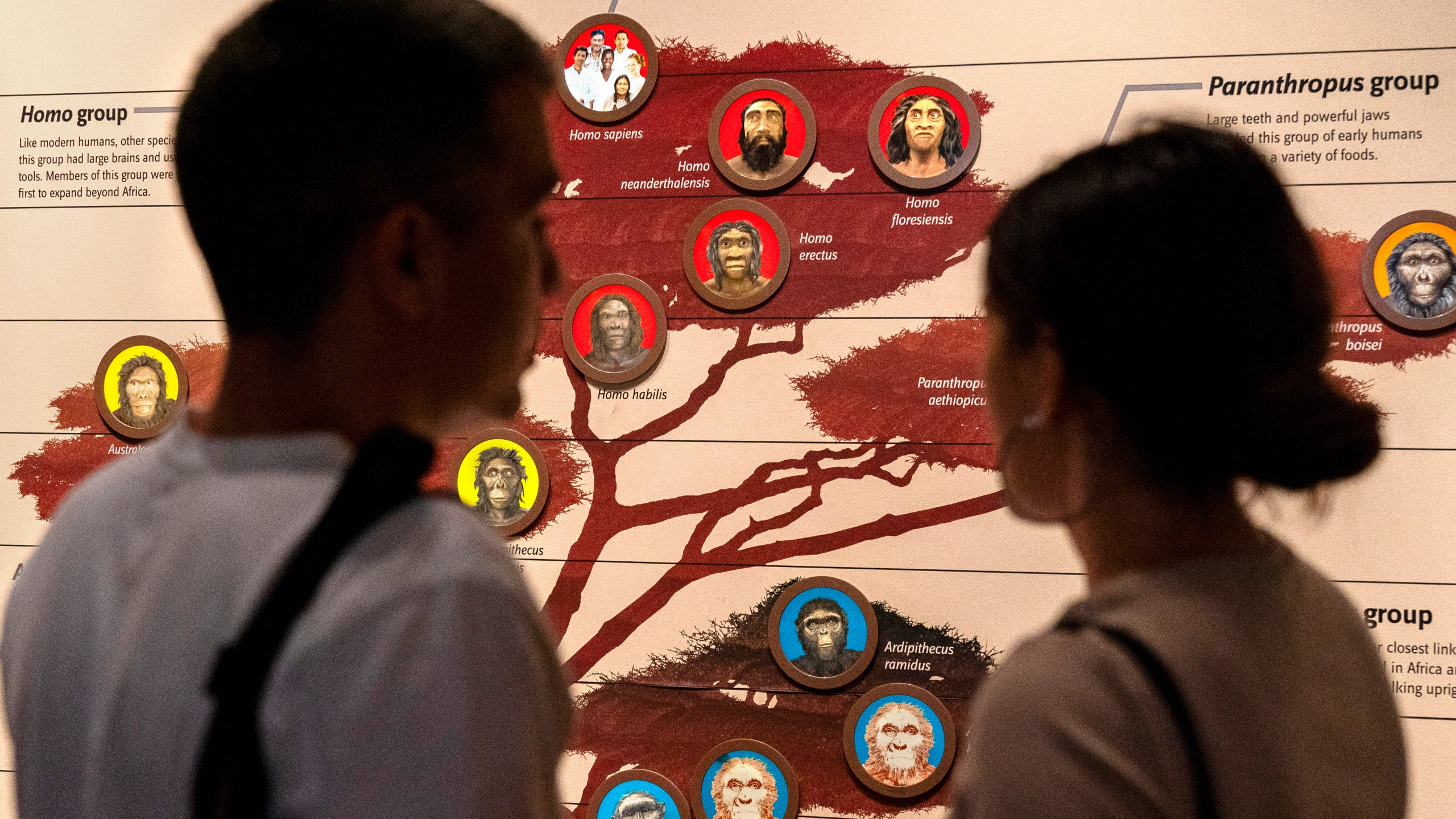 People visit the exhibits inside the Smithsonian Hall of Human Origins, Thursday, July 20, 2023, at the Smithsonian Museum of Natural History in Washington. DNA research has found that our Homo sapiens ancestors mated with Neanderthals and Denisovans long ago. (AP Photo/Jacquelyn Martin)