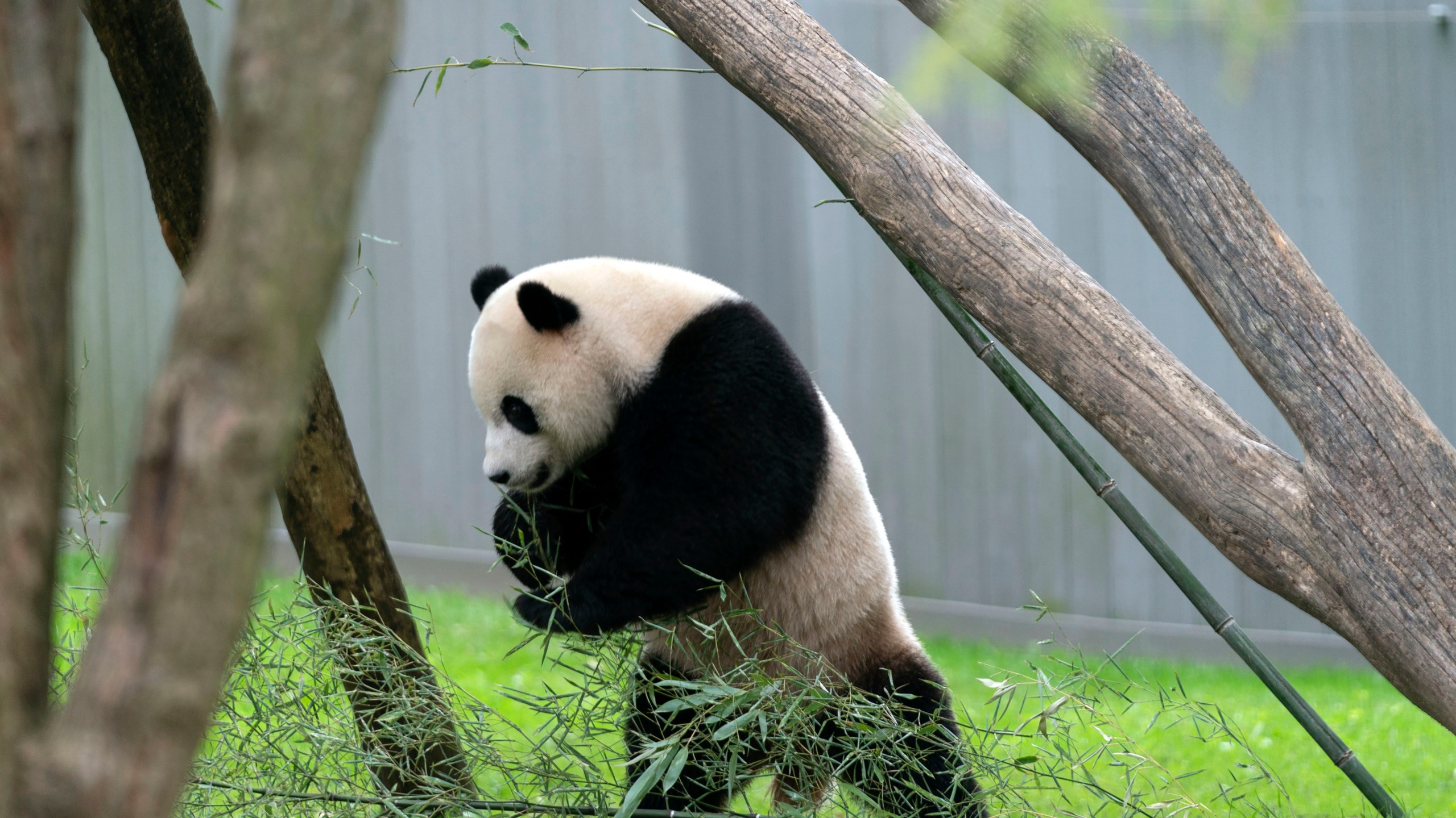 Giant panda Xiao Qi Ji eats bamboo in his enclosure at the Smithsonian National Zoo in Washington, Thursday, Sept. 28, 2023. (AP Photo/Jose Luis Magana)