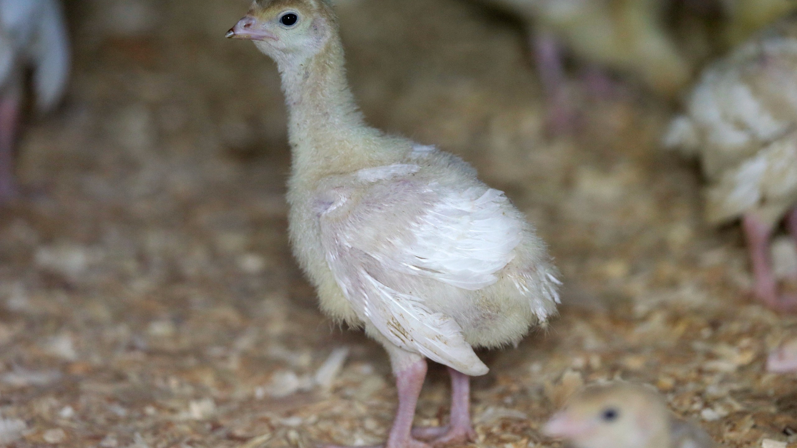 FILE - A turkey stands in a barn, Aug. 10, 2015, on a turkey farm near Manson, Iowa. The U.S. Department of Agriculture reported that avian influenza (bird flu), which is deadly to commercial poultry, was confirmed in a flock of 47,300 turkeys in Jerauld County of South Dakota last Wednesday, Oct. 4, 2023, and at a farm with 141,800 birds in Sanpete County of Utah last Friday, Oct. 6. (AP Photo/Charlie Neibergall, File)