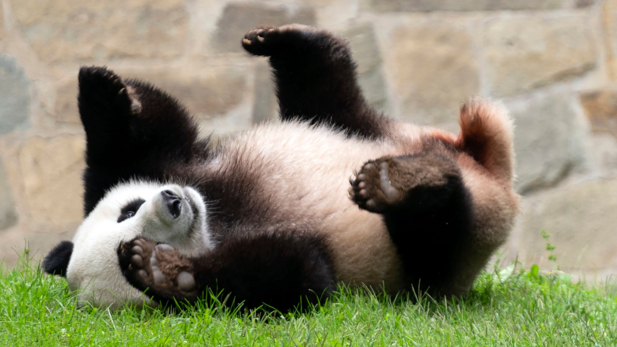 Giant panda Xiao Qi Ji plays at his enclosure at the Smithsonian National Zoo in Washington, Thursday, Sept. 28, 2023. (AP Photo/Jose Luis Magana)