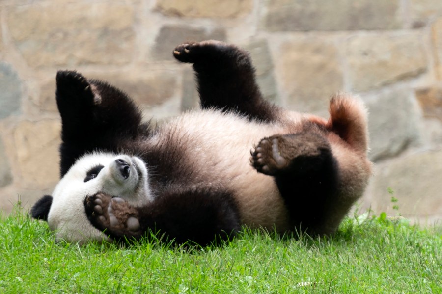 Giant panda Xiao Qi Ji plays at his enclosure at the Smithsonian National Zoo in Washington, Thursday, Sept. 28, 2023. (AP Photo/Jose Luis Magana)