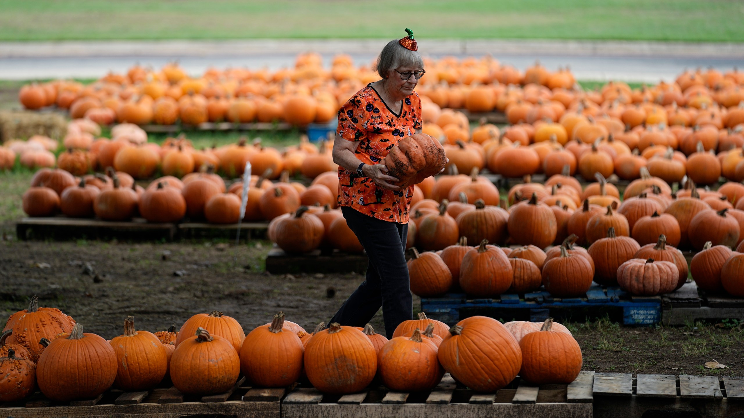 Volunteer Teena Larson works in a church pumpkin patch, Friday, Oct. 27, 2023, in San Antonio. Drought in some areas have resulted in higher prices for pumpkins at the grocery store or pumpkin patch. (AP Photo/Eric Gay)