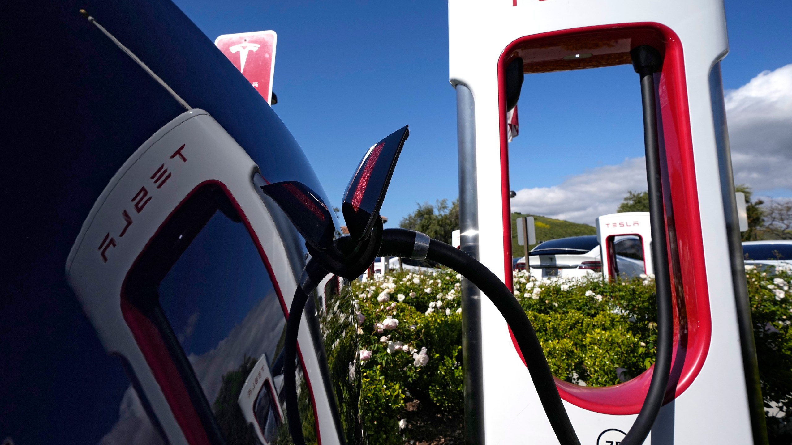 FILE - A Tesla electric vehicle is charged on May 10, 2023, in Westlake, Calif. EV sales are expected to hit a record 9% of all passenger vehicles in the U.S. this year, according to Atlas Public Policy. (AP Photo/Mark J. Terrill, File)