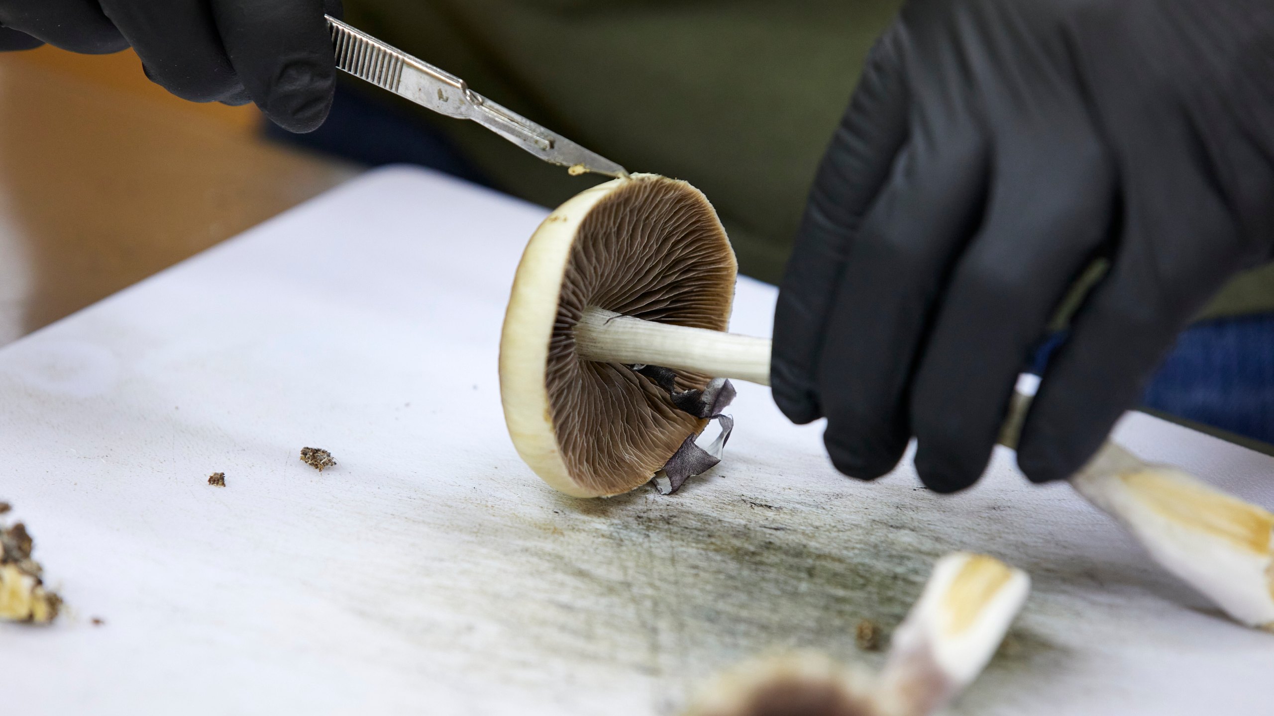 FILE - A grower cuts psilocybin mushrooms to prepare for distribution in Springfield, Ore., Monday, Aug. 14, 2023. Naturally occurring substances like psilocybin, a fungus, can’t be patented by themselves. (AP Photo/Craig Mitchelldyer, File)