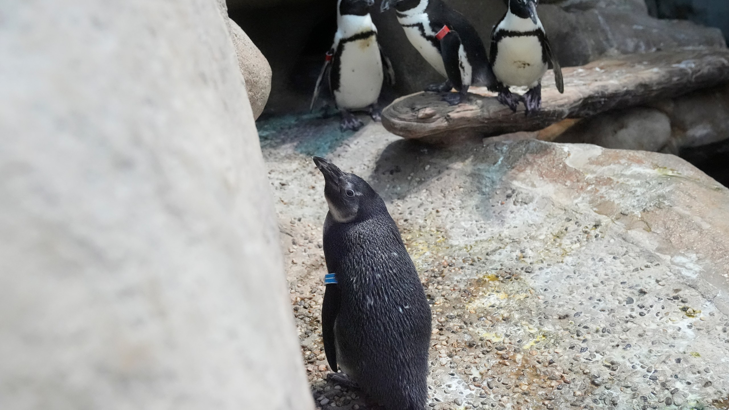 One-year old African penguin chick Ozzie, foreground, sits in the California Academy of Sciences penguin exhibit in San Francisco, Thursday, Feb. 8, 2024. The museum in San Francisco's Golden Gate Park has a bounty of African penguin chicks after 10 hatched in just over a year as part of an effort to conserve the endangered bird. (AP Photo/Jeff Chiu)