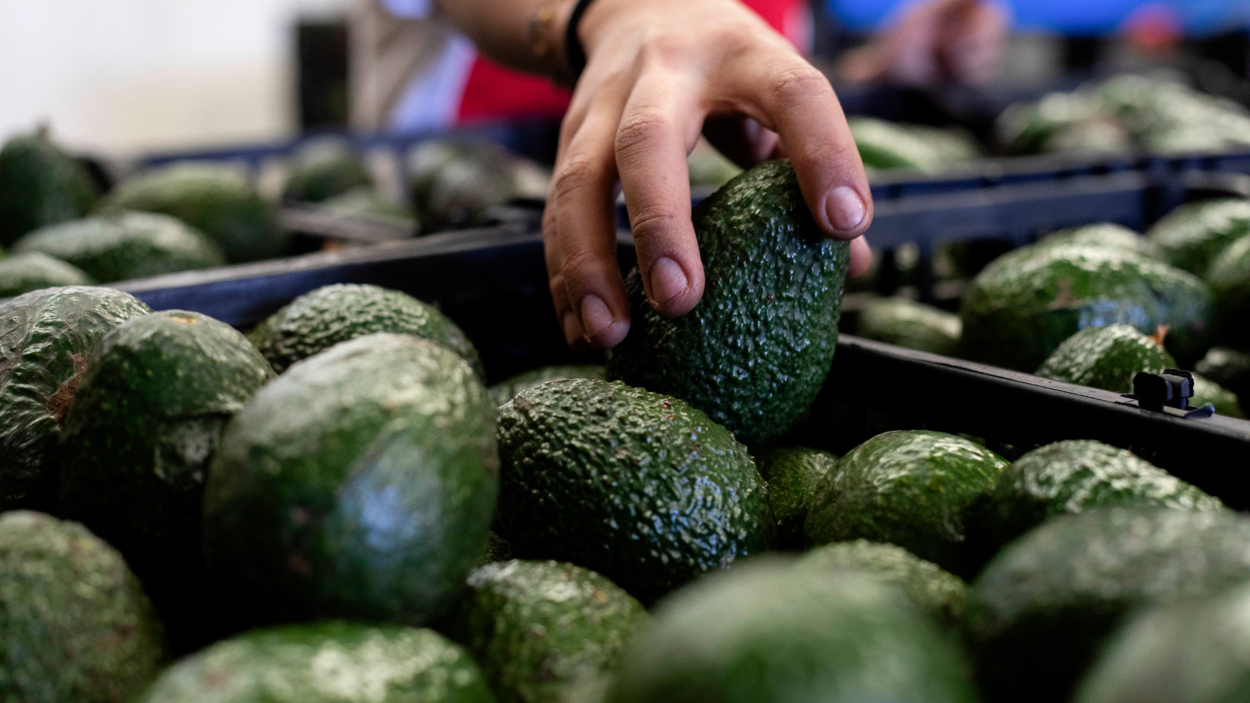 A worker packs avocados at a plant in Uruapan, Michoacan state, Mexico Feb. 9, 2024