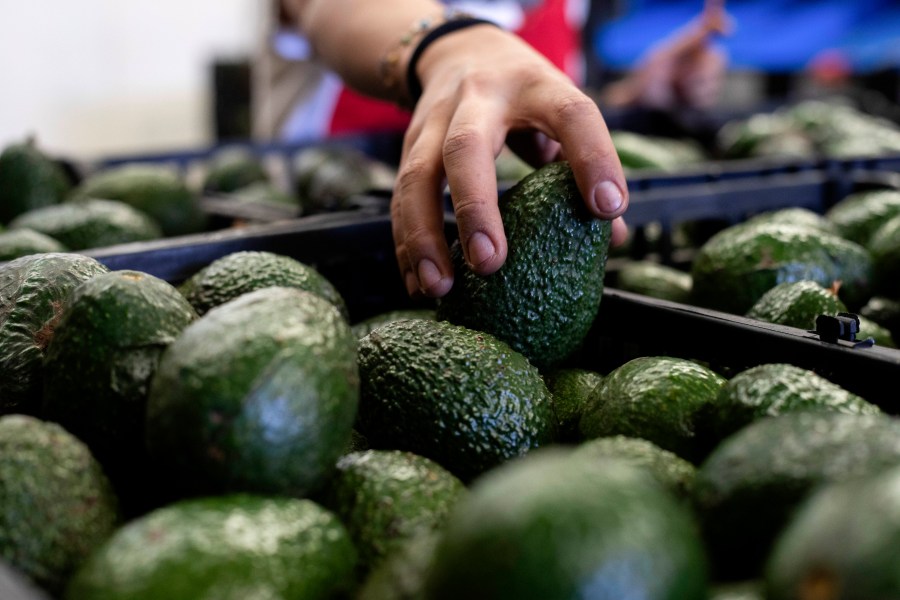 A worker packs avocados at a plant in Uruapan, Michoacan state, Mexico Feb. 9, 2024