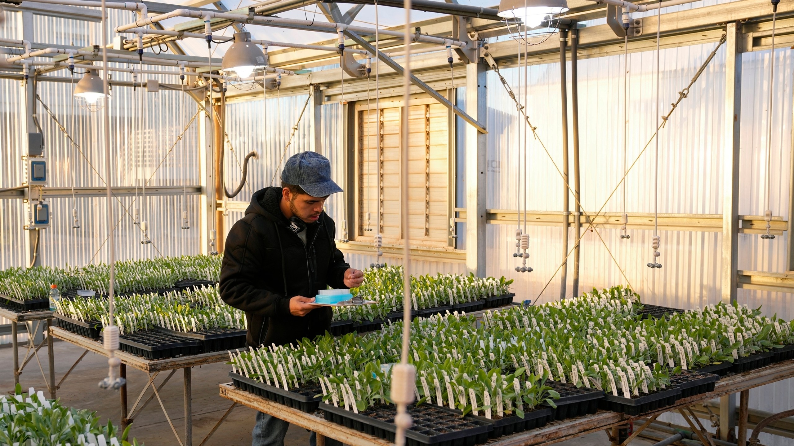 Angel Dias, Independent Contractor, works in a greenhouse with guayule plants at the Bridgestone Bio Rubber farm Monday, Feb. 5, 2024, in Eloy, Ariz. Guayule thrives amidst drought, its leaves set apart from dry dirt at a research and development farm operated by the tire company Bridgestone. (AP Photo/Ross D. Franklin)