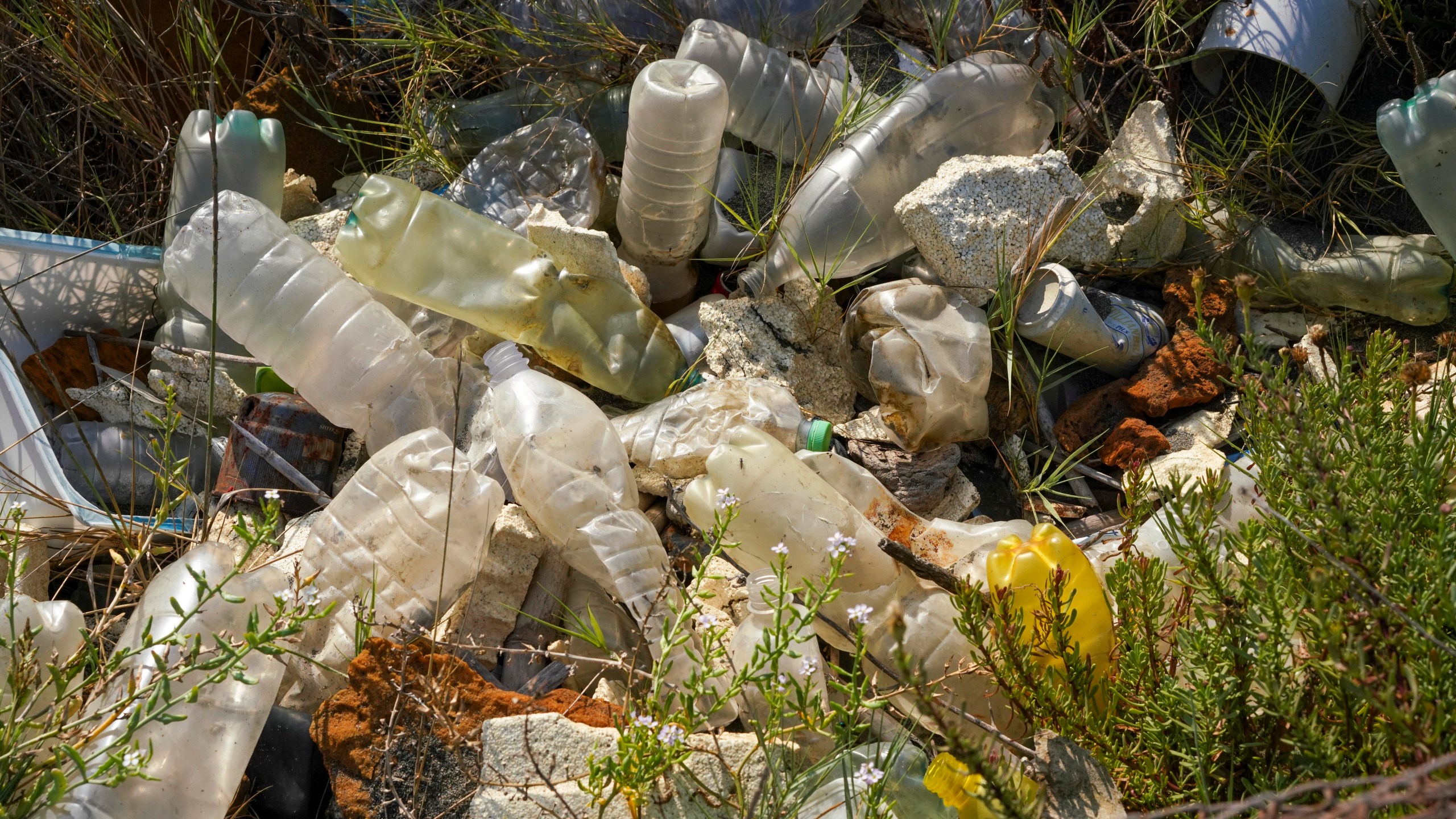 FILE - Plastic bottles and other garbage are seen next to a beach at Fiumicino, Italy, near Rome, Saturday, Aug. 15, 2020. We breathe, eat and drink tiny particles of plastic. But are these minuscule specks in the body harmless, dangerous or somewhere in between? A small study published Wednesday, March 6, 2024, in the New England Journal of Medicine raises more questions than it answers about how these bits — microplastics and the smaller nanoplastics — might affect the heart. (AP Photo/Andrew Medichini, File)