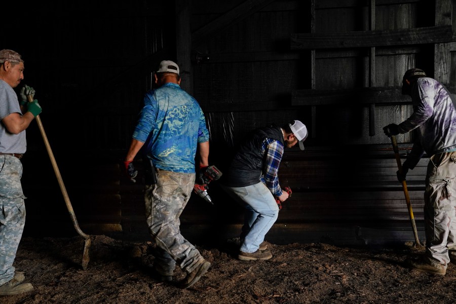 Contract workers Miguel Angel, left, Fernando Osorio Loya, second from left, and Fredy Osorio, right, all from Veracruz, Mexico, work with Jamie Graham, second from right, as they remove a piece of sheet metal from the inside of a tobacco barn, Tuesday, March 12, 2024, at a farm in Crofton, Ky. The latest U.S. agricultural census data shows an increase in the proportion of farms utilizing contract labor compared to those hiring labor overall. (AP Photo/Joshua A. Bickel)