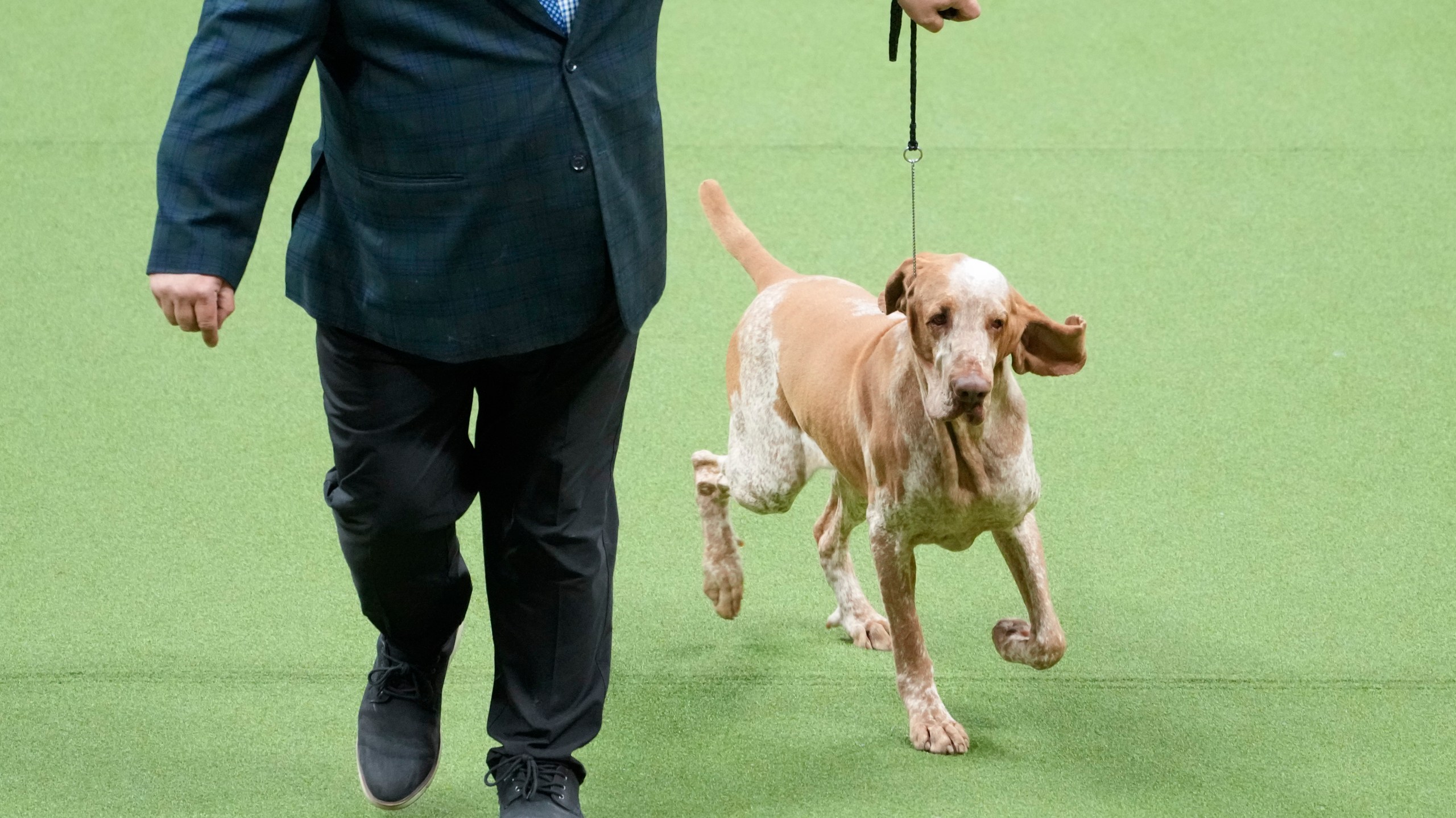 FILE - Lepshi, bracco Italiano, a competes in the sporting group competition during the 147th Westminster Kennel Club Dog show, Tuesday, May 9, 2023, in New York. French bulldogs remained the United States' most commonly registered purebred dogs last year, according to American Kennel Club rankings released Wednesday, March 20, 2024. The bracco Italiano debuts in the standings at 152nd most popular. (AP Photo/Mary Altaffer, File)