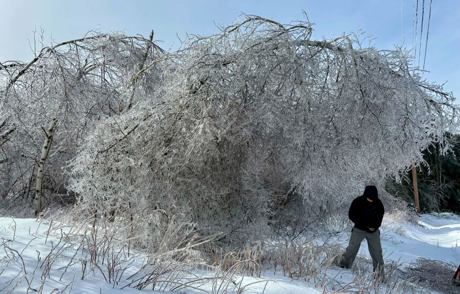 Ice weighs down birch trees in Dedham, Maine, Sunday, March 24, 2024. (Linda Coan O'Kresik/The Bangor Daily News via AP)