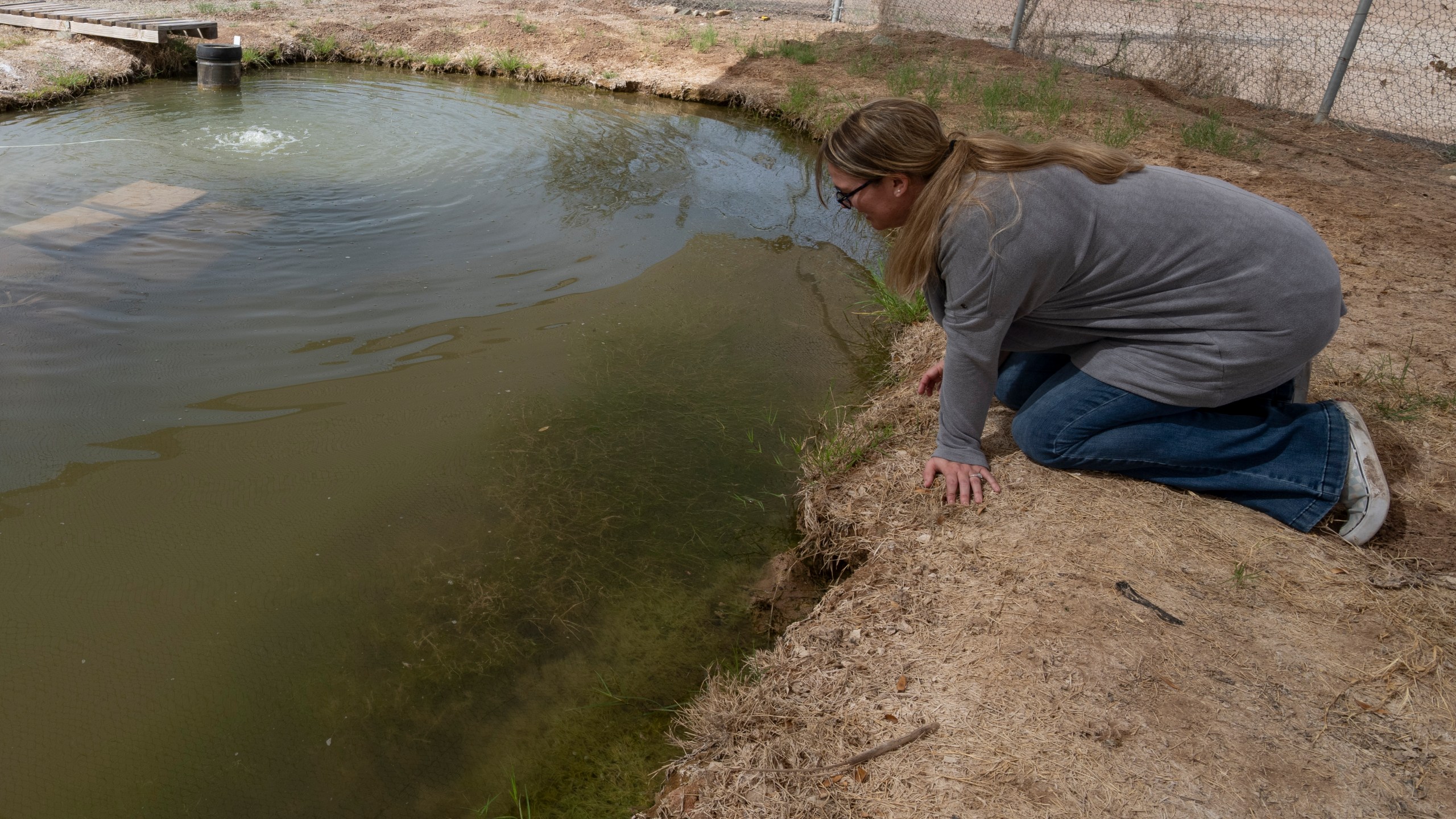 Jessica Humes, Environmental Project Manager for the Imperial Irrigation District, looks into a pond refuge for the desert pupfish, Friday, March 22, 2024, in Imperial, Calif. The Imperial Irrigation District created a plan to scale back draws from the Colorado River in a bid to preserve the waterway following years of drought. But a tiny, tough fish got in the way. The proposal to pay farmers to temporarily stop watering forage crops this summer has environmentalists concerned that irrigation drains could dry up, threatening the fish, she said. (AP Photo/Gregory Bull)