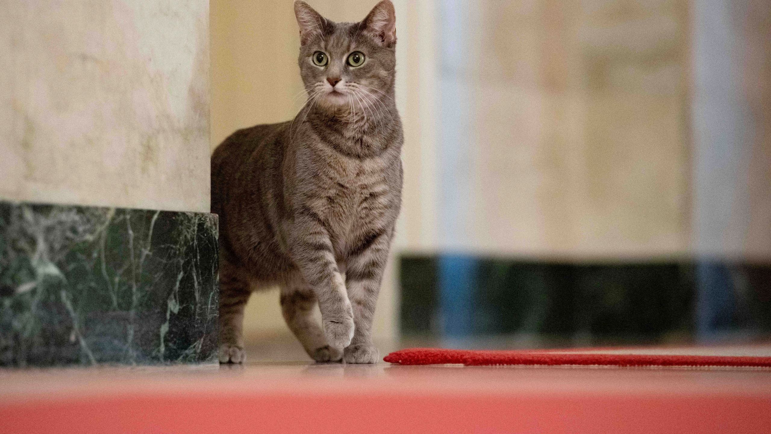 FILE - Willow, the Biden family's new pet cat, wanders around the White House on Wednesday, Jan. 27, 2022 in Washington. Jill Biden has written a children's picture book about her White House cat, Willow, that will be published in June. Simon & Schuster announced Wednesday, March 27, 2024, that “Willow the White House Cat” tells the story of how the short-haired tabby ended up at 1600 Pennsylvania Ave. (Erin Scott/The White House via AP, File)