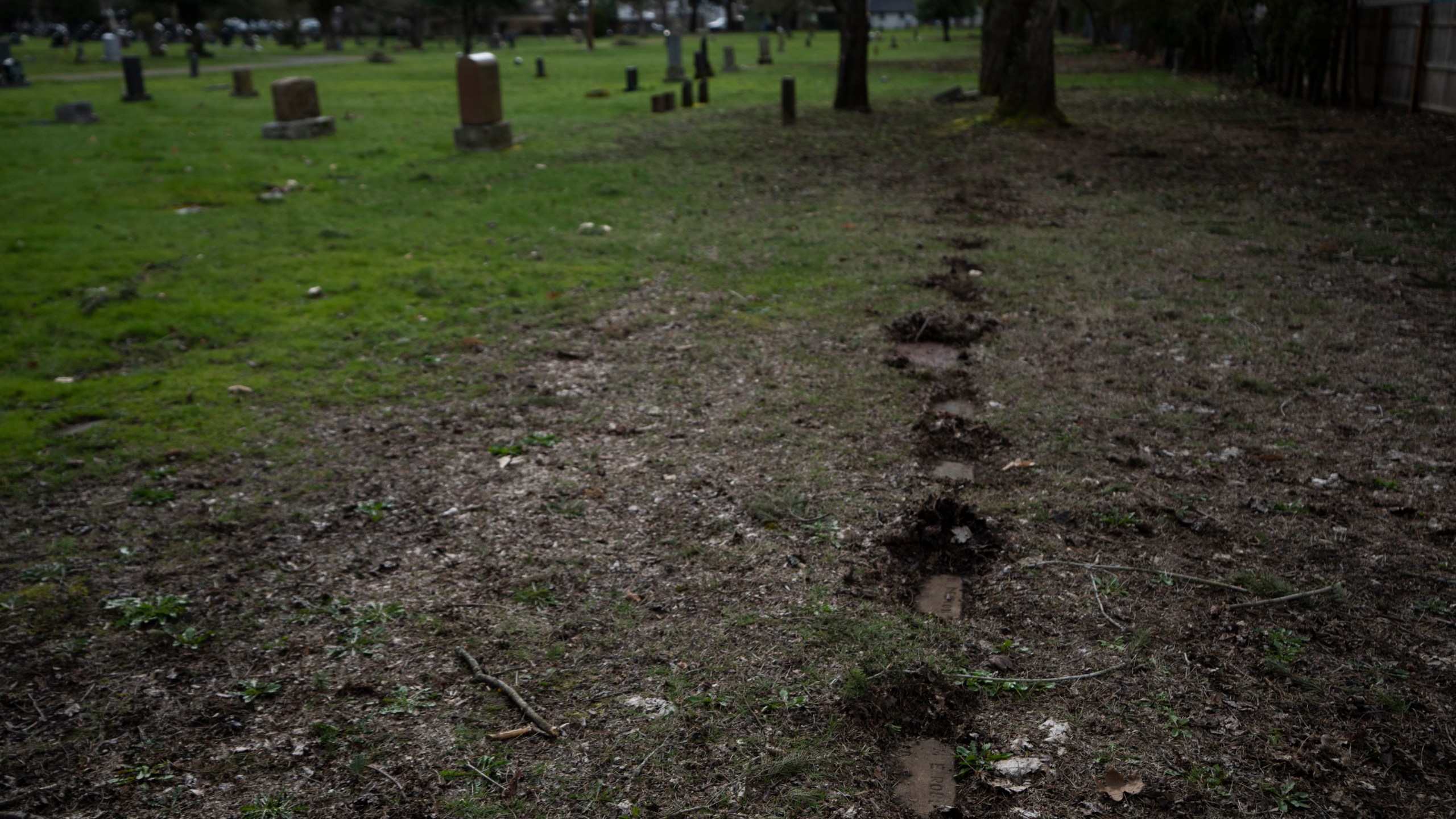 Headstones, some belonging to those who died at Morningside Hospital, are seen in Multnomah Park Cemetery on Wednesday, March 13, 2024, in Portland, Ore. Cordingley has volunteered at his neighborhood cemetery for about 15 years. He's done everything from cleaning headstones to trying to decipher obscure burial records. He has documented Portland burial sites — Multnomah Park and Greenwood Hills cemeteries — have the most Lost Alaskans, and obtained about 1,200 death certificates. (AP Photo/Jenny Kane)