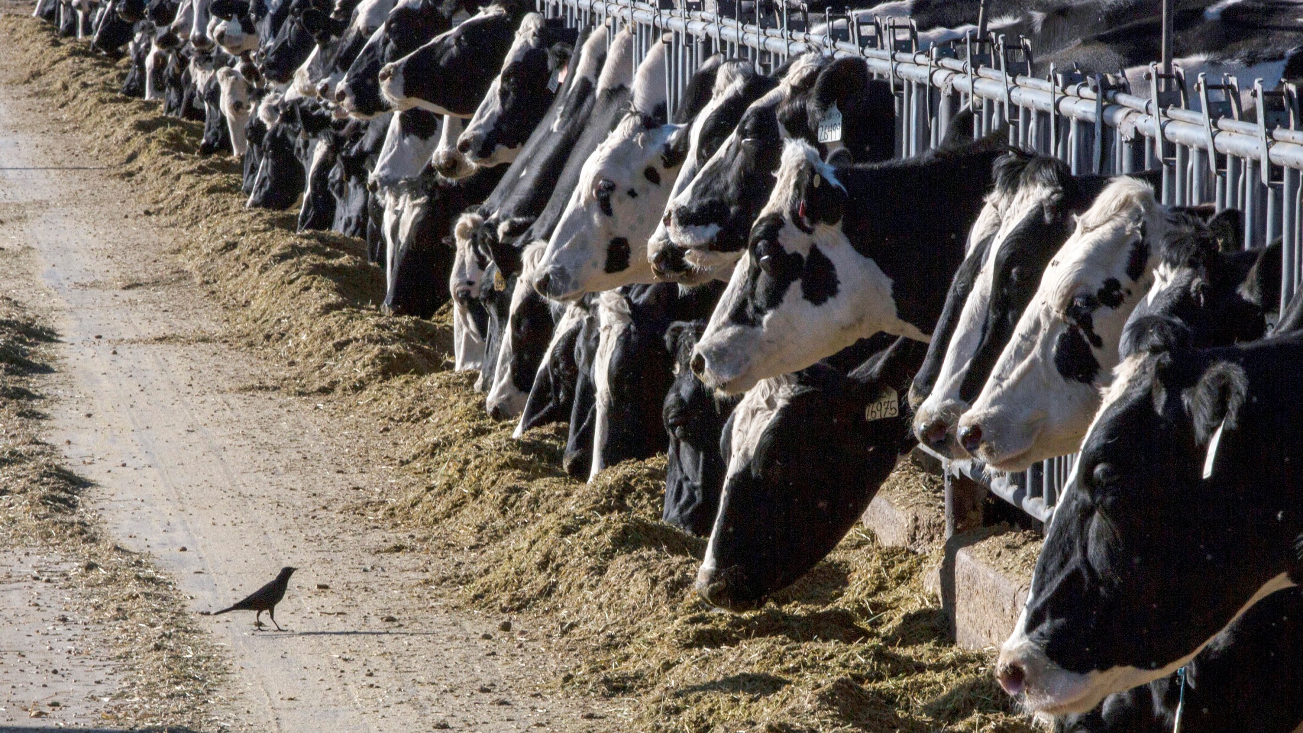 FILE - Dairy cattle feed at a farm on March 31, 2017, near Vado, N.M. The U.S. Department of Agriculture said Monday, March 25, 2024, that milk from dairy cows in Texas and Kansas has tested positive for bird flu. (AP Photo/Rodrigo Abd, File)