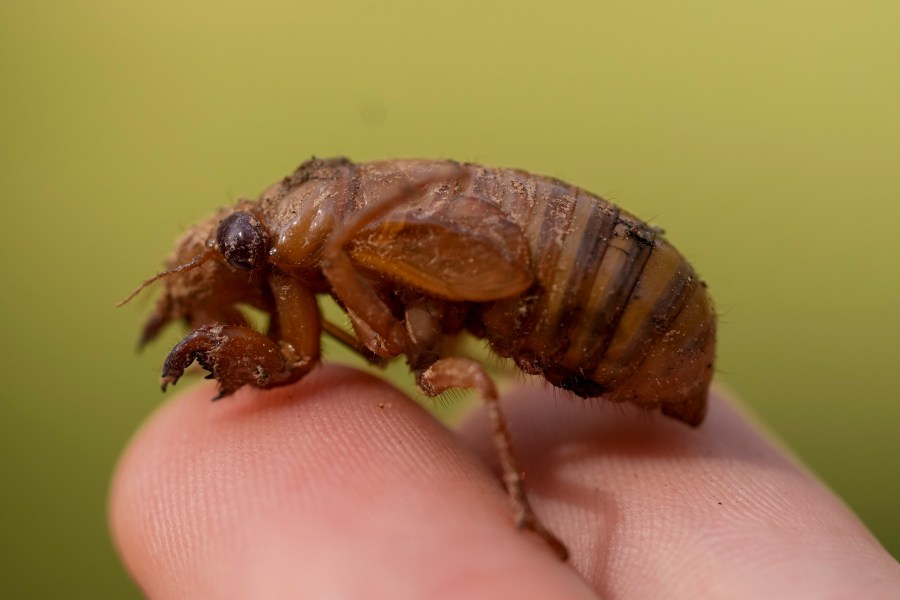 A periodical cicada nymph is held in Macon, Ga., Wednesday, March 27, 2024. This periodical cicada nymph was found while digging holes for rosebushes. Trillions of cicadas are about to emerge in numbers not seen in decades and possibly centuries.(AP Photo/Carolyn Kaster)