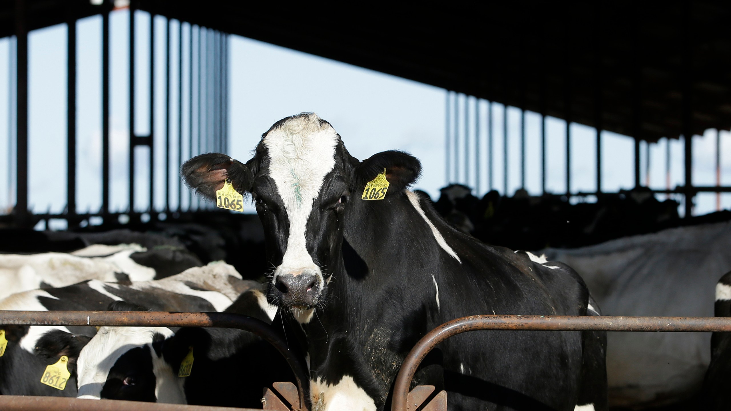 FILE - Cows are seen at a dairy in California, Nov. 23, 2016. The U.S. Food and Drug Administration said Tuesday, April 23, 2024, that samples of pasteurized milk had tested positive for remnants of the bird flu virus that has infected dairy cows. (AP Photo/Rich Pedroncelli, File)