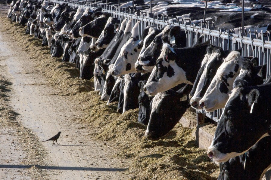 FILE - Dairy cattle feed at a farm on March 31, 2017, near Vado, N.M. Bird flu has been detected in beef for the first time, the U.S. Department of Agriculture said Friday, May 24, 2024, but officials said the meat from a single sickened dairy cow was not allowed to enter the nation's supply and beef remains safe to eat. (AP Photo/Rodrigo Abd, File)