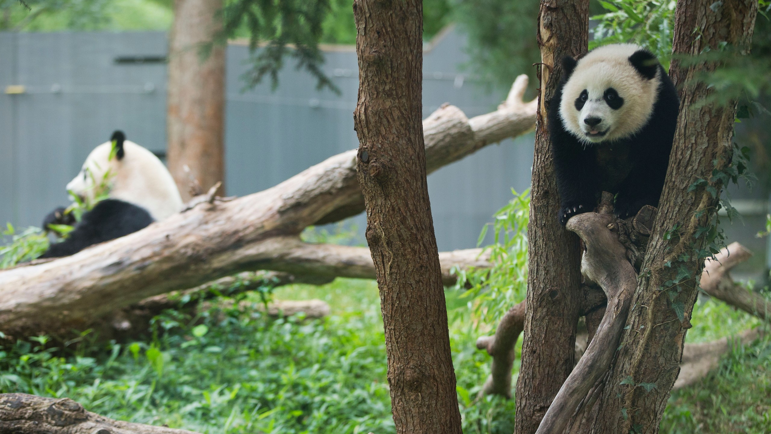 FILE- Panda cub Bao Bao, right, and her mother Mei Xiang are seen in their habitat at the National Zoo in Washington, Aug. 23, 2014.Two giant pandas are coming to Washington’s National Zoo from China by the end of the year. The zoo made the announcement Wednesday, about half a year after it sent its three pandas back to China. (AP Photo/Pablo Martinez Monsivais, File)