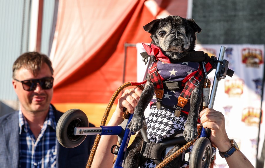 A pug being held in the air.