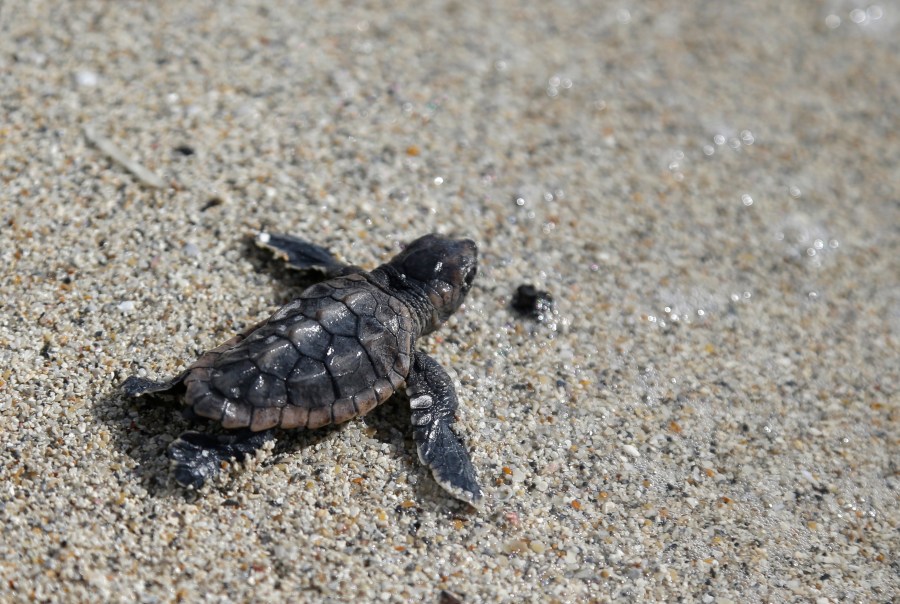 FILE - A loggerhead sea turtle hatchling makes its way into the ocean along Haulover Beach in Miami, July 9, 2013. In an effort to protect sea turtles, birds and other animals, Florida Gov. Ron DeSantis signed a bill which expands the state's current ban on releasing 10 or more balloons on Monday, June 24, 2024. (AP Photo/Lynne Sladky, File)