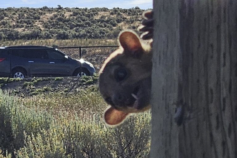 This image provided by the Washington Department of Transportation shows a kinkajou at the Selah Creek Rest Area Eastbound in Yakima County, Wash., Sunday, June 23, 2024. Kinkajous live in tropical rainforests from southern Mexico through Brazil, according to Point Defiance Zoo & Aquarium in Tacoma, where the one found in Washington was taken to live temporarily. (Washington Department of Transportation via AP)