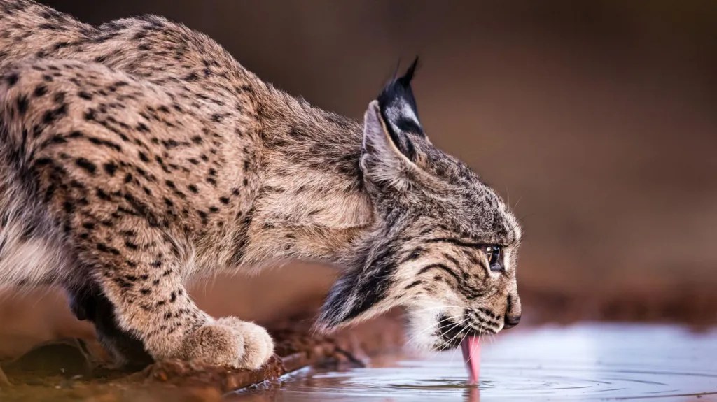 Iberian Lynx drinking from a water body.