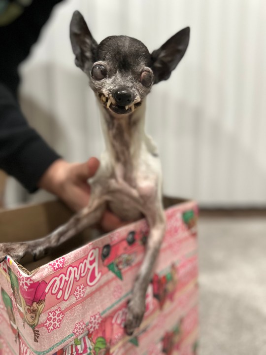 A senior Chihuahua dog.