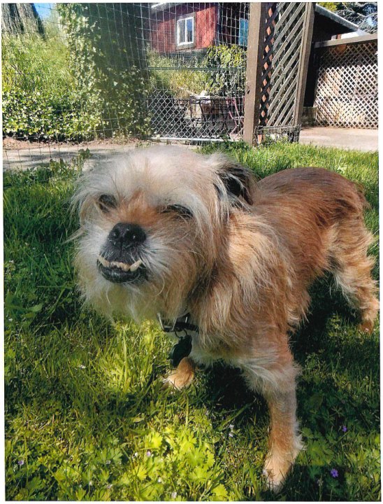 A brown dog with its bottom teeth sticking up.