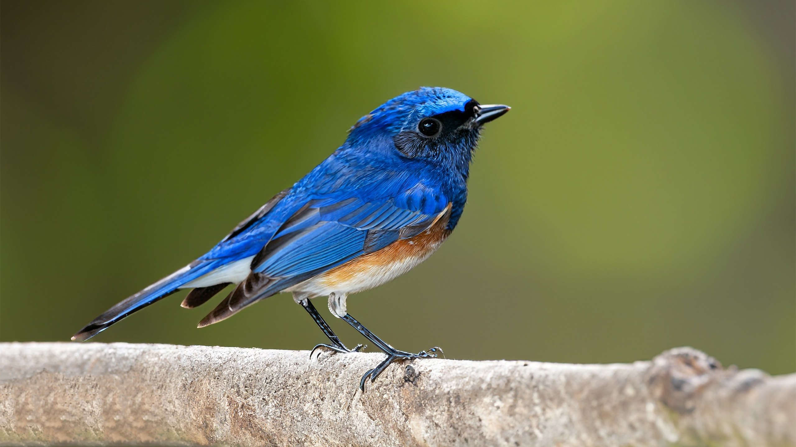 A Bluebird, fully standing with detail from head to toes, exotic nature.