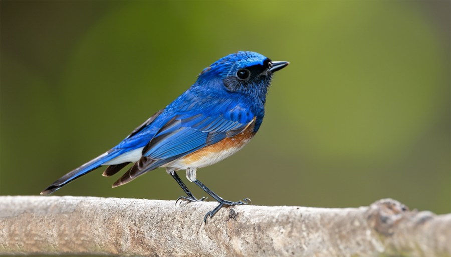 A Bluebird, fully standing with detail from head to toes, exotic nature.