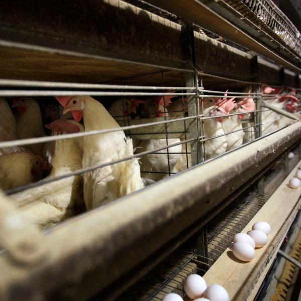 FILE - Chickens stand in their cages at a farm, in Iowa, Nov. 16, 2009. Four more people, all Colorado poultry workers, have been diagnosed with bird flu infections, health officials said late Sunday, June 14, 2024. The new cases are the sixth, seventh, eighth, and ninth in the United States diagnosed with the bird flu, which so far has caused mild illness in humans. (AP Photo/Charlie Neibergall, File)