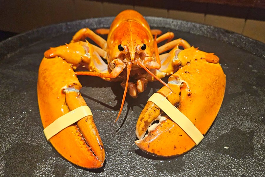 This photo provided by the Denver Downtown Aquarium shows Crush, a rare orange lobster, sent to the aquarium on Wednesday, July 17, 2024. Crush is named after the Denver Broncos Orange Crush defense from 1976 to 1986. (Meghan Bailey/Denver Downtown Aquarium via AP)