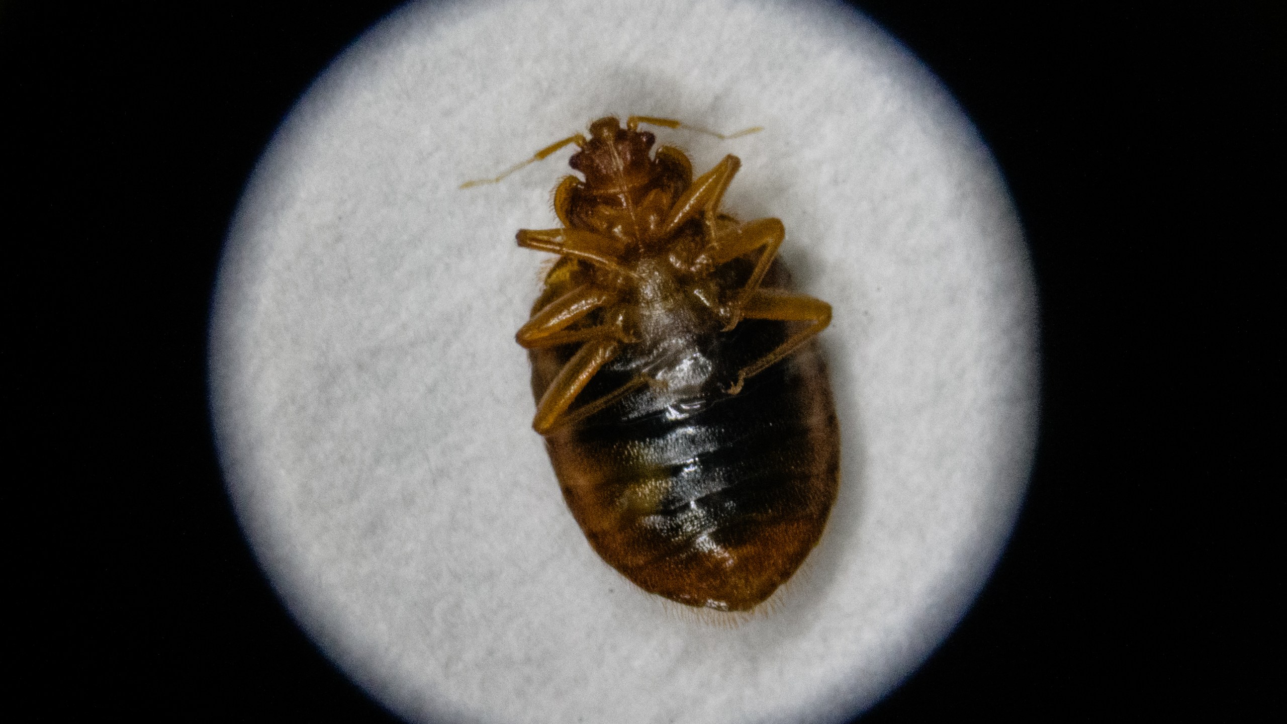 A magnified view of a bedbug through the eyepiece of a microscope