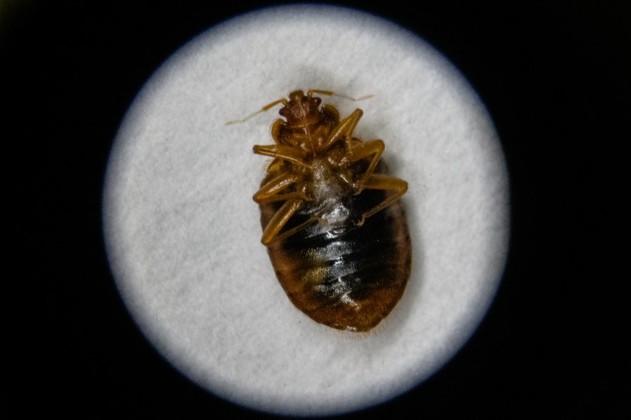 A magnified view of a bedbug through the eyepiece of a microscope