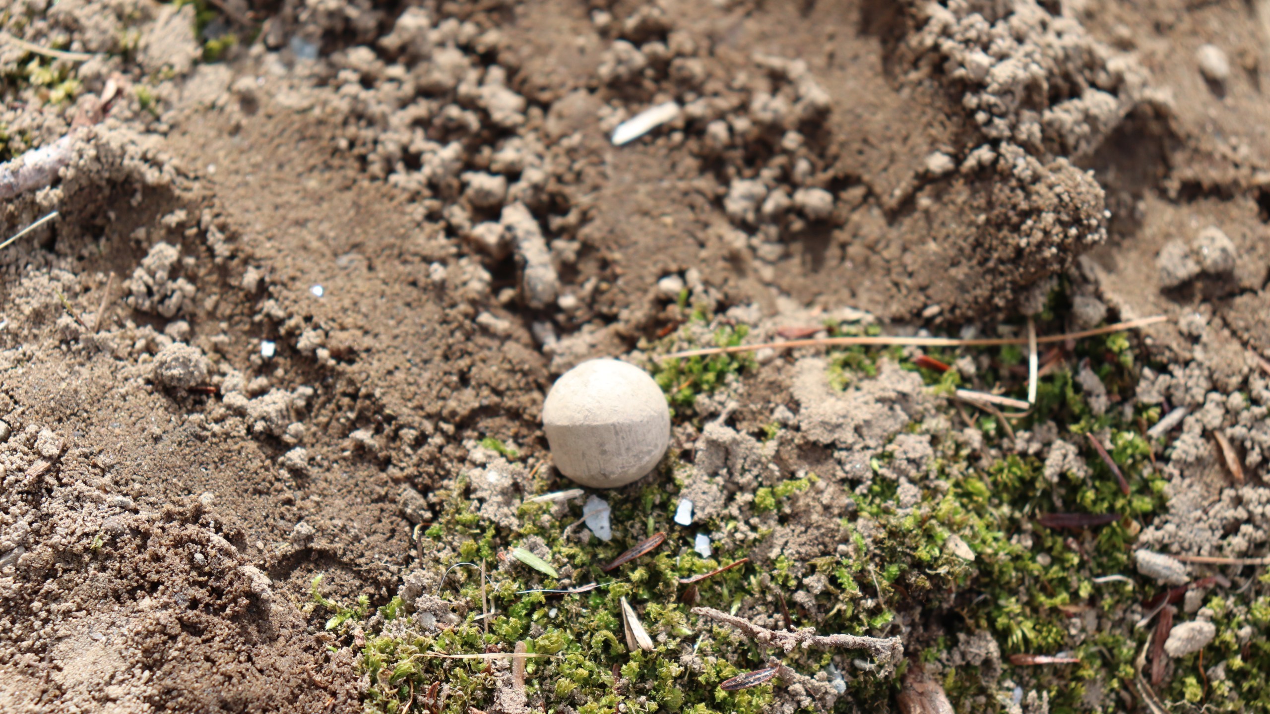 A historic musket ball is seen here on dirt and grass.