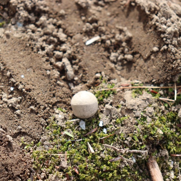 A historic musket ball is seen here on dirt and grass.