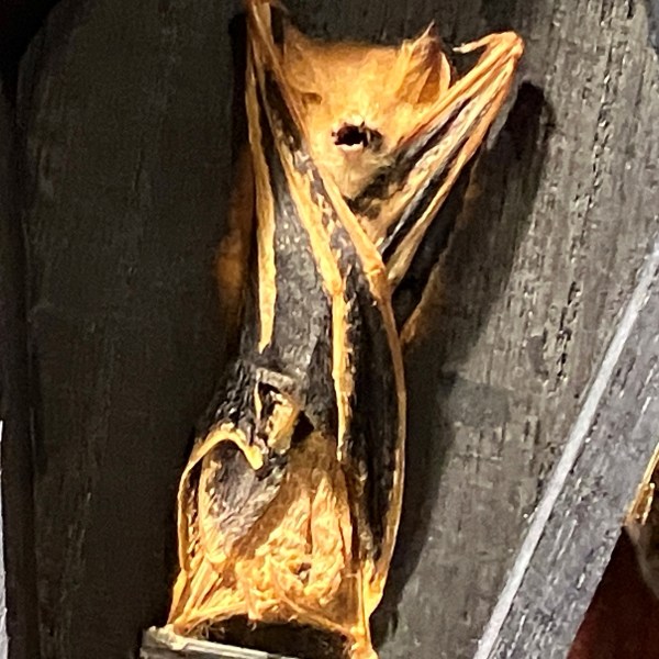 An image of a painted woolly bat by the Center for Biological Diversity