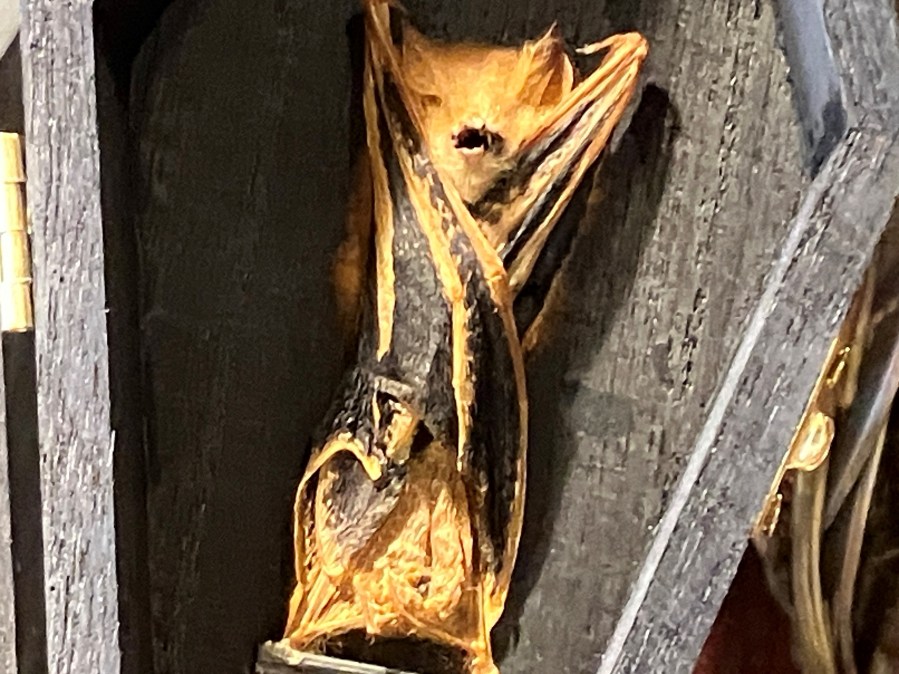 An image of a painted woolly bat by the Center for Biological Diversity