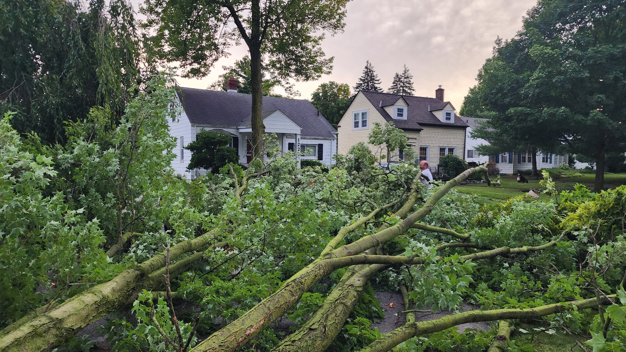 Tree down on Northlawn Drive in Fort Wayne, Indiana, after severe storms tore through the area on July 15, 2024.