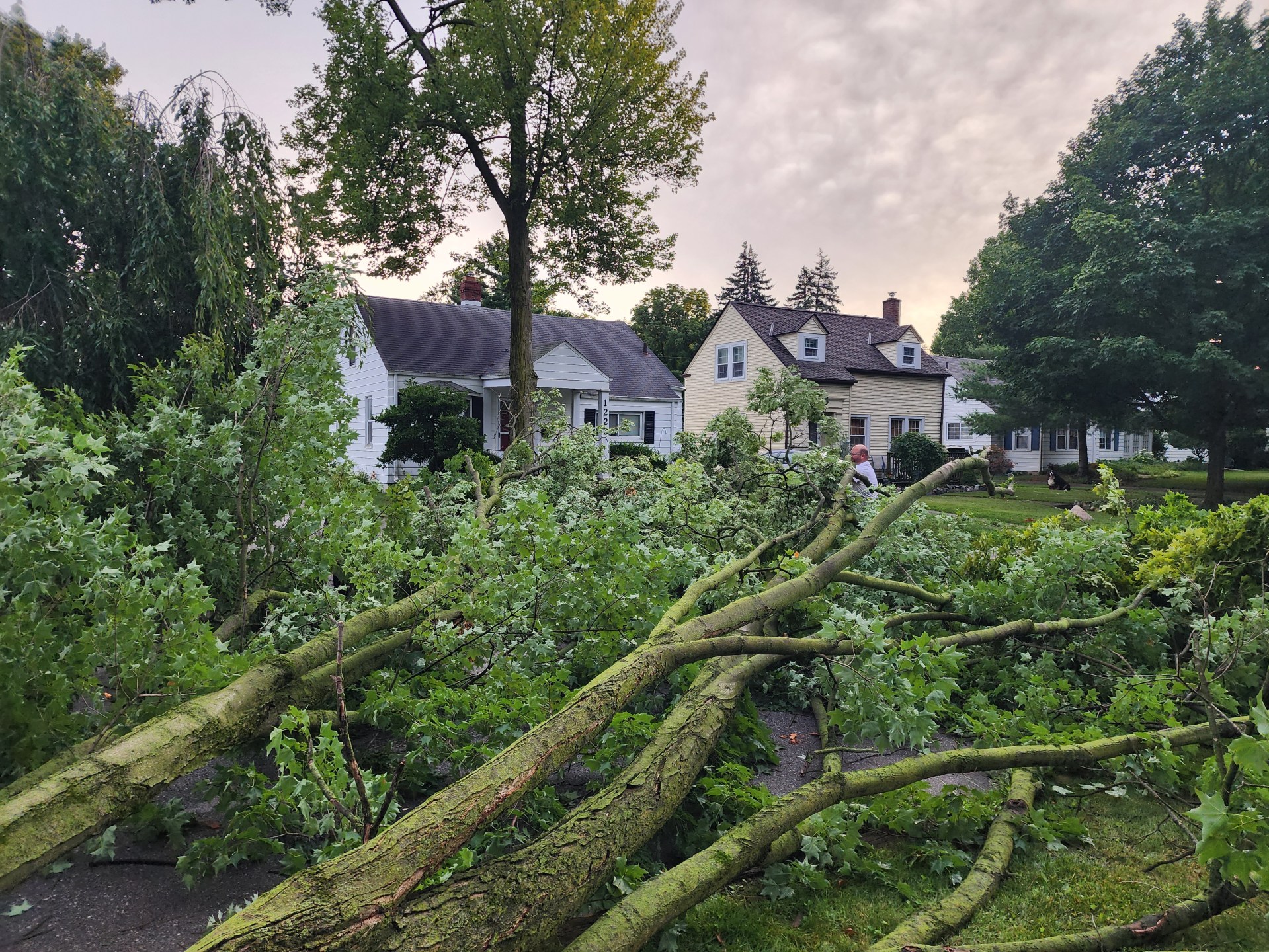 Tree down on Northlawn Drive in Fort Wayne, Indiana, after severe storms tore through the area on July 15, 2024.